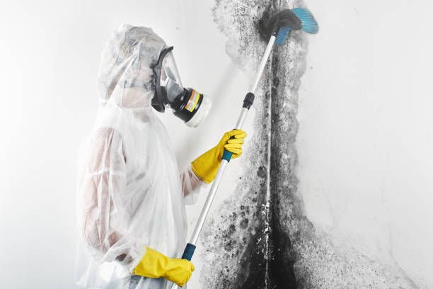 Best Environmental Consulting for Mold Prevention  in Melwood, MD