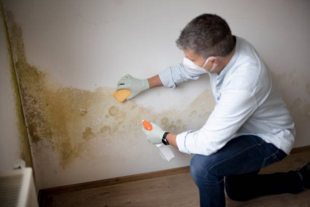 Best Mold Removal for HVAC Installations  in Melwood, MD