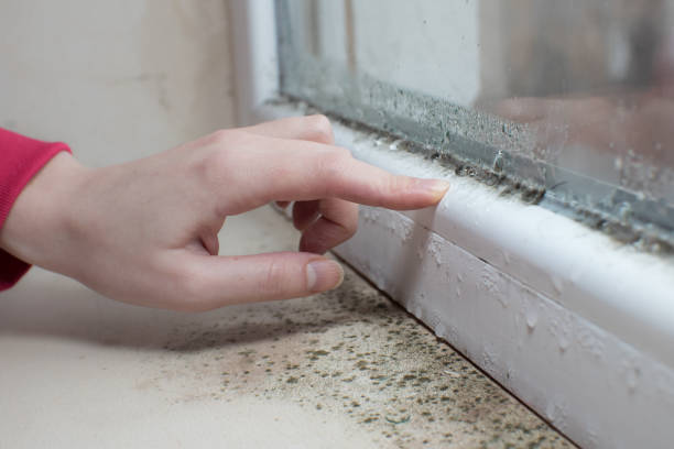 Environmental Consulting for Mold Prevention in Melwood, MD