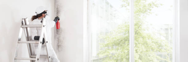Best Black Mold Removal  in Melwood, MD