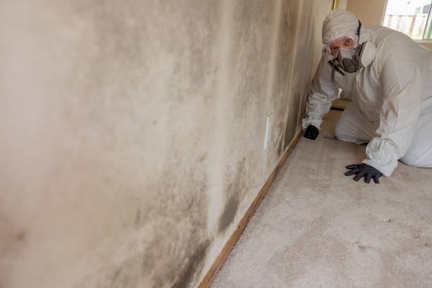Reliable Melwood, MD Mold Removal Solutions